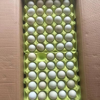 绿壳土鸡蛋鲜活玉米鸡蛋现捡整箱批发好鸡蛋可生食口感香糯无腥味图3