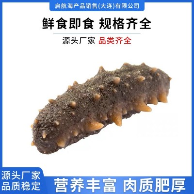 鲜食即食大连海参正宗刺参鲜活海叁干货可礼盒装即食海参500g