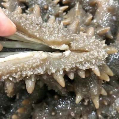 鲜食即食大连海参正宗刺参鲜活海叁干货可礼盒装即食海参500g图3