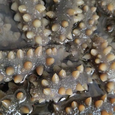 鲜食即食大连海参正宗刺参鲜活海叁干货可礼盒装即食海参500g图4