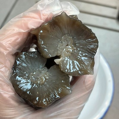 海参即食正宗刺参大连新鲜活海叁辽参干货可礼盒深海底播海参500g图2