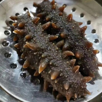 批发福建即食海参刺参即食海参鲜食批发冷冻海鲜辽参礼盒非干货图2