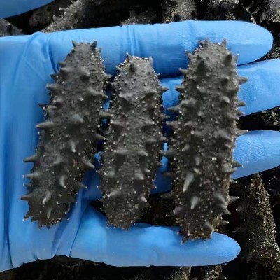 大连海参干货散装纯淡干批发散装工厂厂家50g一件代发非即食海参图3