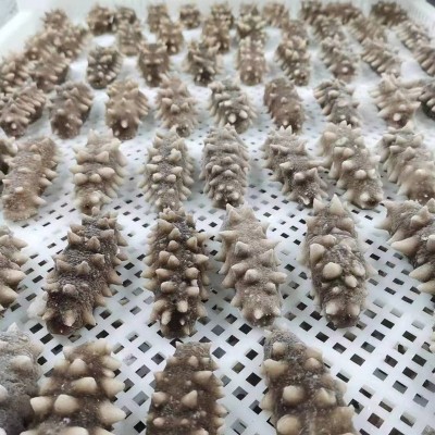 即食海参大连辽参非干货野生刺参鲜食鲜活即食海参500g现货批发图3