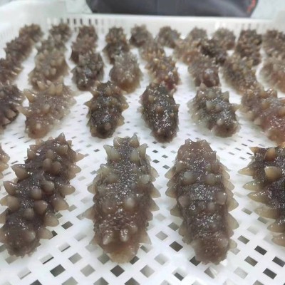 即食海参大连辽参非干货野生刺参鲜食鲜活即食海参500g现货批发图2