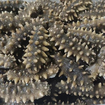 即食海参大连辽参非干货野生刺参鲜食鲜活即食海参500g现货批发图4