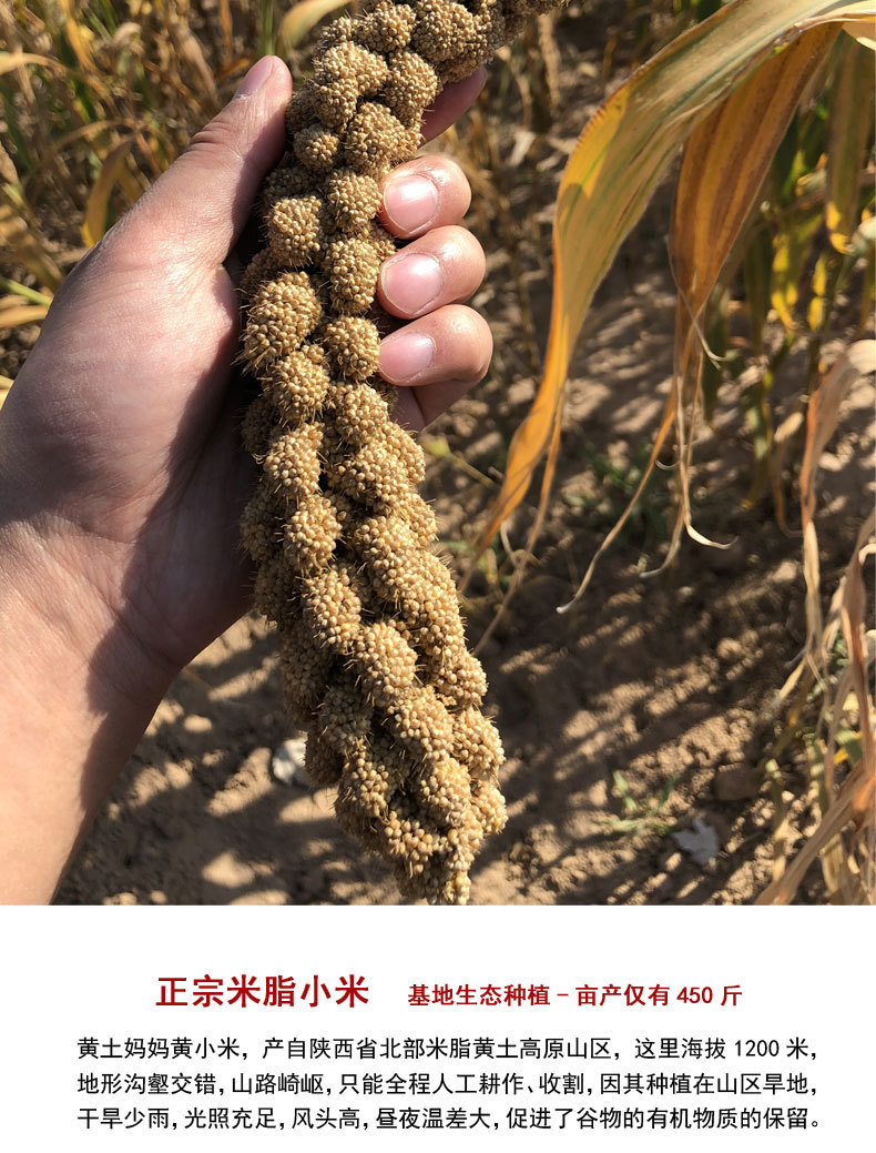 2020年新版详情页3_10.jpg