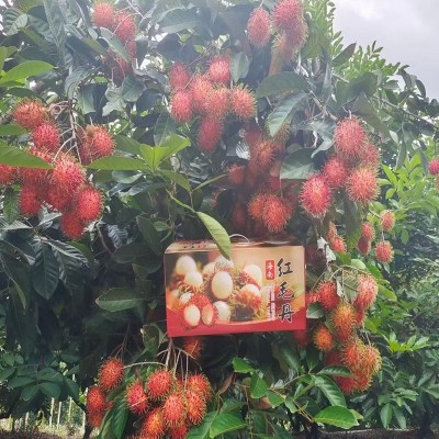 红毛丹海南保亭7号果毛荔枝当季热带孕妇新鲜水果3斤5斤礼盒装图4