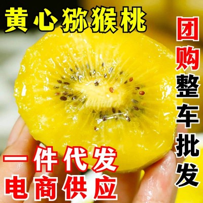 四川蒲江黄心猕猴桃 一件代发 新鲜奇异果当季孕妇水果弥泥猴桃大