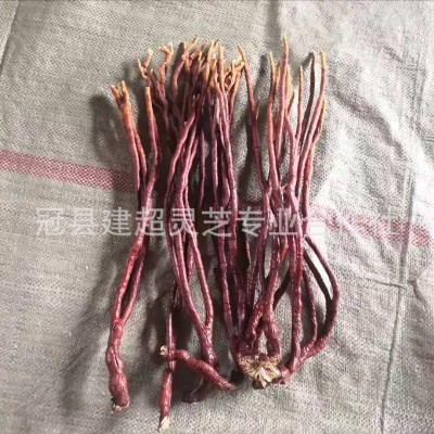 灵芝草 鹿角灵芝 产地货源 可切片 产地供应图2