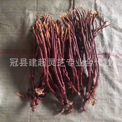 灵芝草 鹿角灵芝 产地货源 可切片 产地供应图4