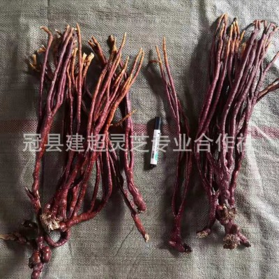 产地批发灵芝草 鹿角灵芝 农村合作社直供 灵芝草图2