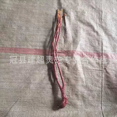 产地批发灵芝草 鹿角灵芝 农村合作社直供 灵芝草图4