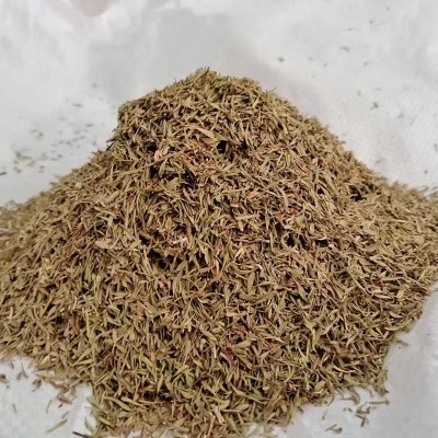 现货百里香炖牛羊肉调味香辛料西餐厅牛排意大利面百里香调味料图2