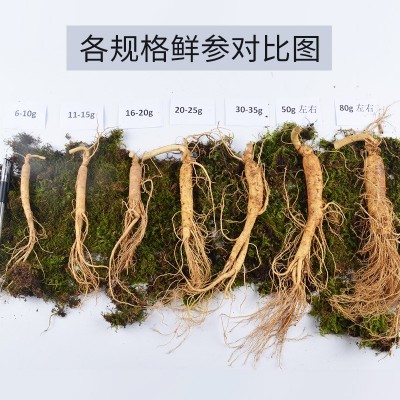 鲜人参30g产地东北长白山人参人生滋补煲汤泡酒一件代发带土鲜参图2
