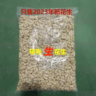 【小珍珠生花生】自然晾晒生花生小日本品种筛选精品带壳农户直发图1