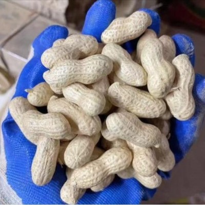 【小珍珠生花生】自然晾晒生花生小日本品种筛选精品带壳农户直发图4