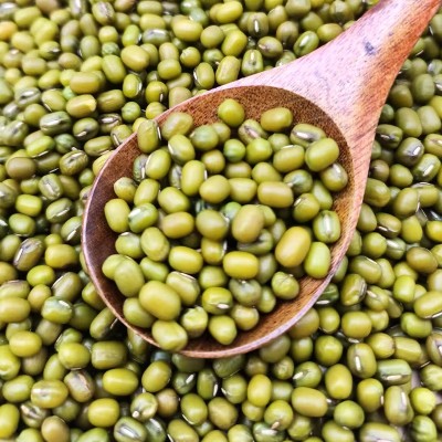 新鲜绿豆东北大明绿豆大颗粒绿豆可发豆芽真空装易沙易煮东北绿豆图4