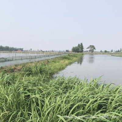 湖北洪湖生态春季小龙虾苗 秋季小龙虾种虾苗 上门拉 全国直达图4