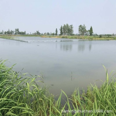 湖北洪湖生态春季小龙虾苗 秋季小龙虾种虾苗 上门拉 全国直达图3