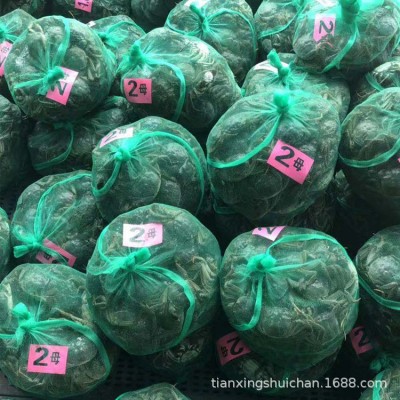 湖北洪湖生态大闸蟹 各种规格 基地出货白底鲜活大闸蟹产地批发图3