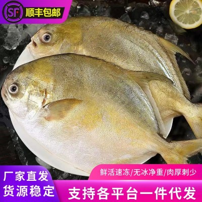 新鲜金鲳鱼鲜活速冻大号鲳鱼海捕大金鲳昌平鱼海鲳鱼海鲜水 产商用