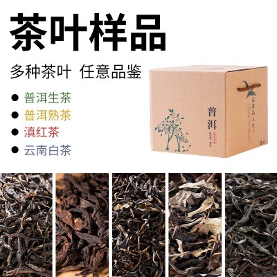 云南普洱茶新品班盆生普洱西双版纳产地直发大叶种散茶定制图2