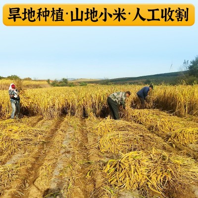 今秋香内蒙古赤峰敖汉小米5斤自立袋农家一类小米杂粮K1黄小米图2