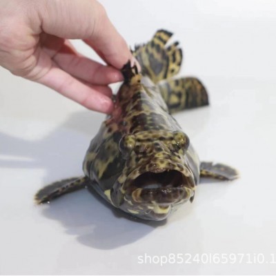 酒店食材三去珍珠斑老虎斑珍珠龙胆鱼石斑鱼鲜活冷冻 大龙胆鱼图5