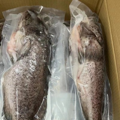 酒店食材三去珍珠斑老虎斑珍珠龙胆鱼石斑鱼鲜活冷冻 大龙胆鱼图2