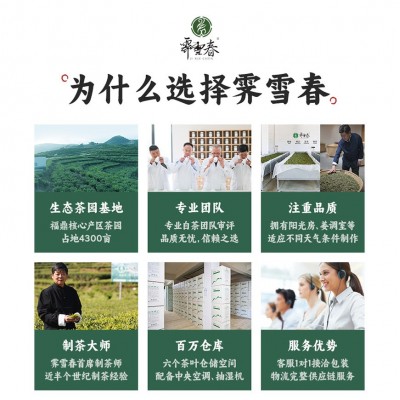 福鼎白茶老白茶寿眉散茶枣香药香老茶叶源头工厂代发批发图2