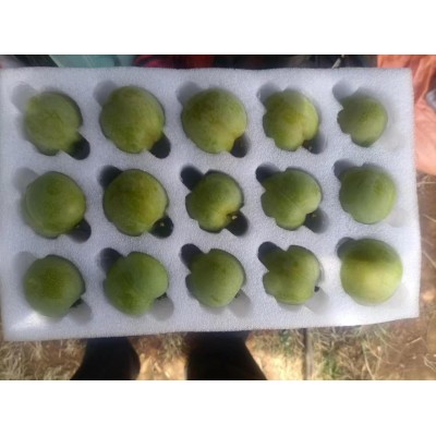 蜂糖李一手货源大量可批发 来电询价图5