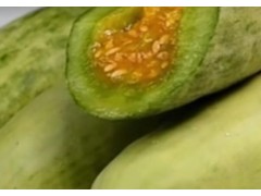 买羊角蜜到底选粗的还是细的？瓜农教你几招，挑到的又香又甜