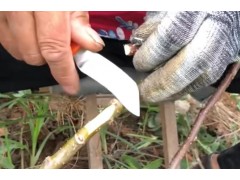 又到了秋季嫁接最佳时节，分享秋季嫁接技术，大家来欣赏学习下