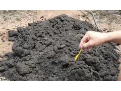 种植火龙果想比较赚钱，秋季下足有机肥很关键，苗长得壮又高产