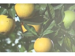 粮食战争：一场30年的阳谋，一次中国农业千年史的变革