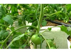 冬季低温季节，种植袋里温度会很低？简易无土栽培是高科技