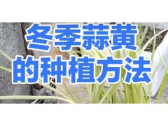 冬季蒜黄种植方法