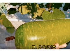 在家种植冬瓜有两种方法，非常简单易养，种10棵就吃不完