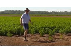 棉花怎么种植的？现代农业：机械化棉花种植和收获过程