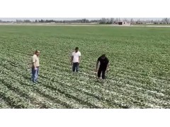 2025年中国棉花种植面积达到4482.3万亩