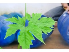 白菜种植并不难，跟我做好这几步，收获不会差！