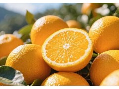 赣品进京赣南脐橙甜蜜登场，助力北方冬季水果市场的转型