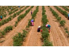 红枸杞种植管理技术要点