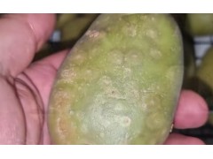 用十种种植法去种土豆 最有效的百分之九十九的人不会