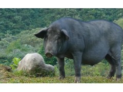 生态黑猪养殖知识，黑猪品种选择大揭秘！