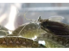 脾气暴躁的皮皮虾，养殖的人为何如此少？看完涨知识了