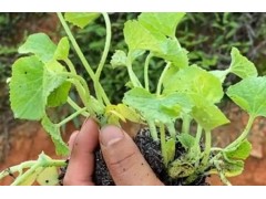 种植香瓜想要产量高，一种肥料千万不能放，很多人可能不知道