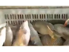 养殖户给鲤鱼办“身份证”，消费者“一扫”便知详细信息