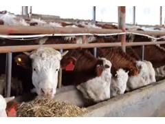 西门塔尔牛常见病防治关键技术